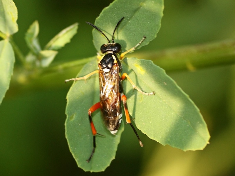 Macrophya  rufipes